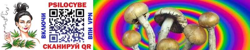 сколько стоит  Назарово  Псилоцибиновые грибы Psilocybe 